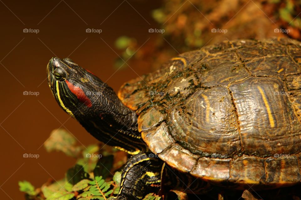 Turtle by Ponds Edge