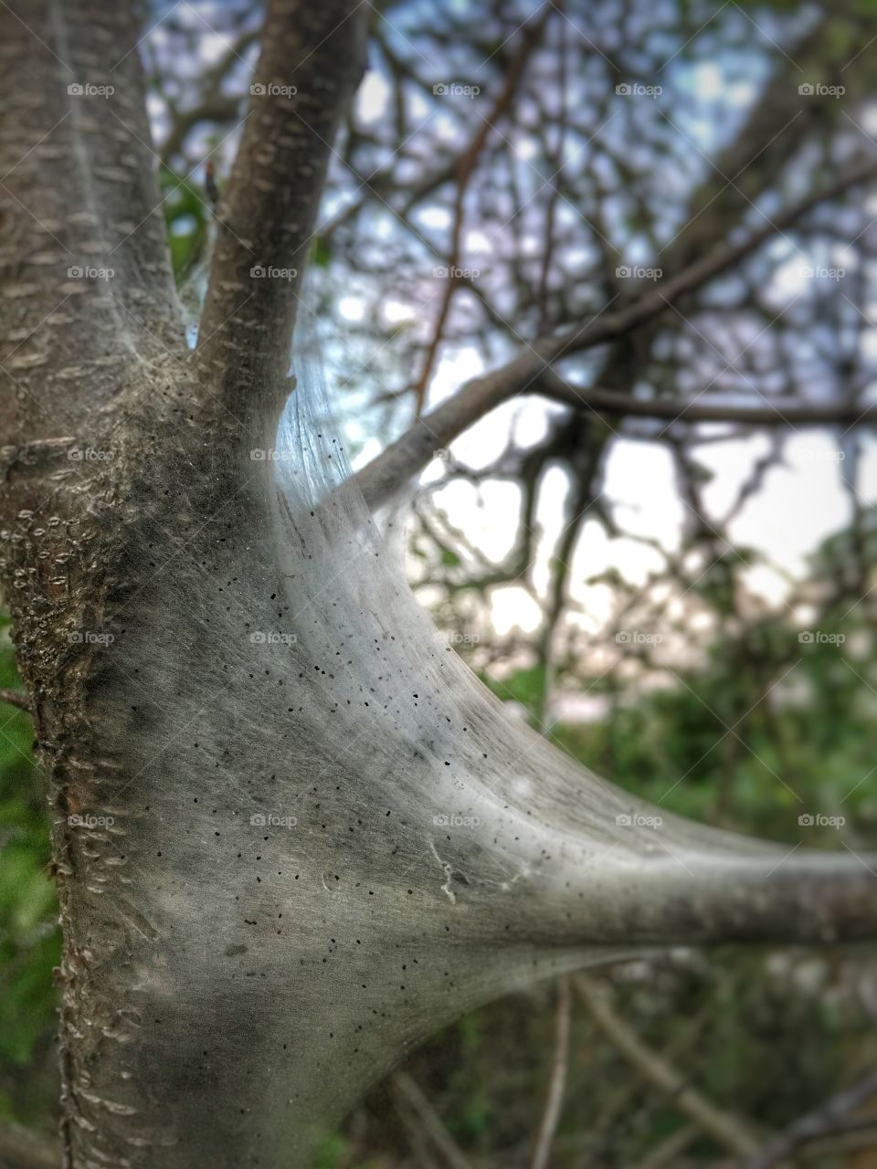 Spider web