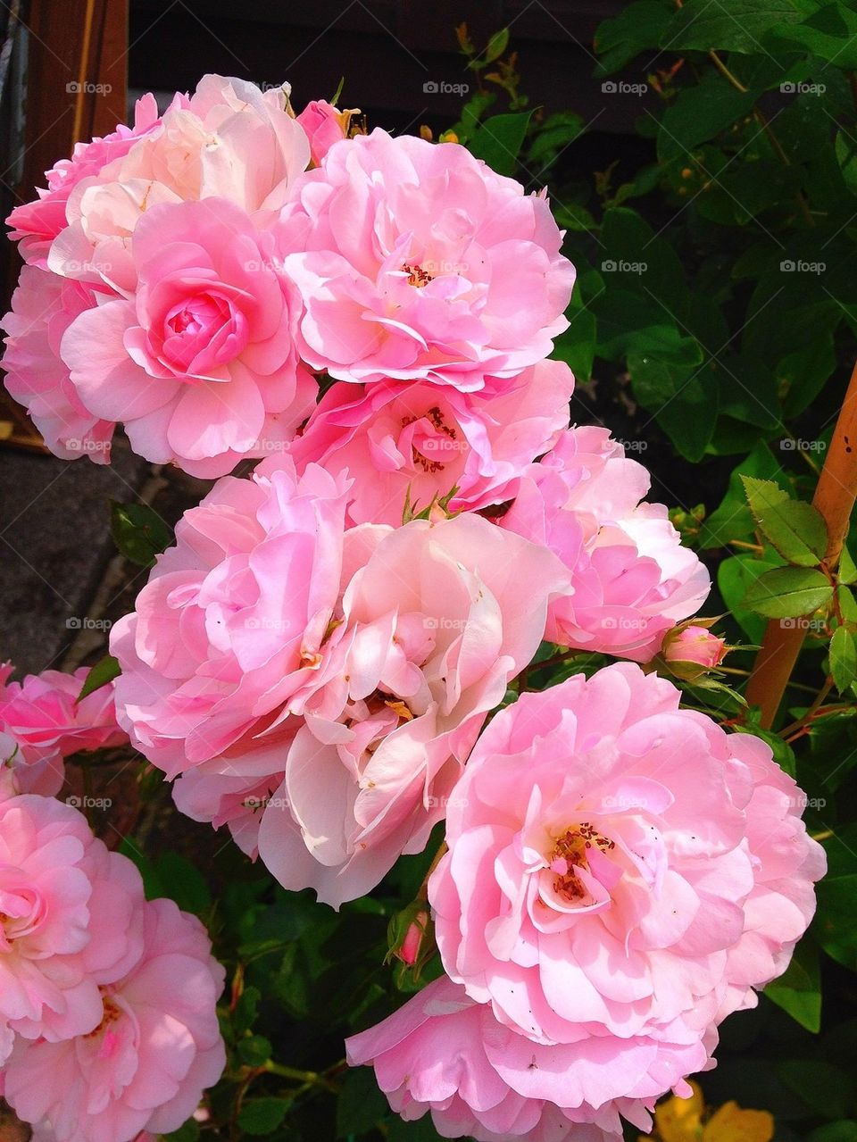 Sweet pink roses in bloom on a warm summer afternoon in Stoke on