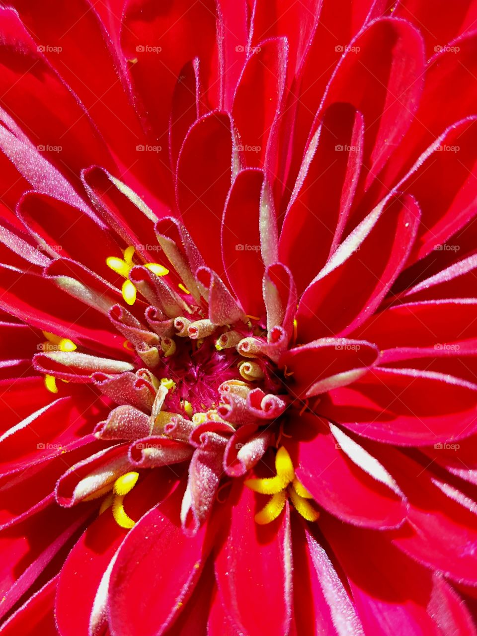 red flower