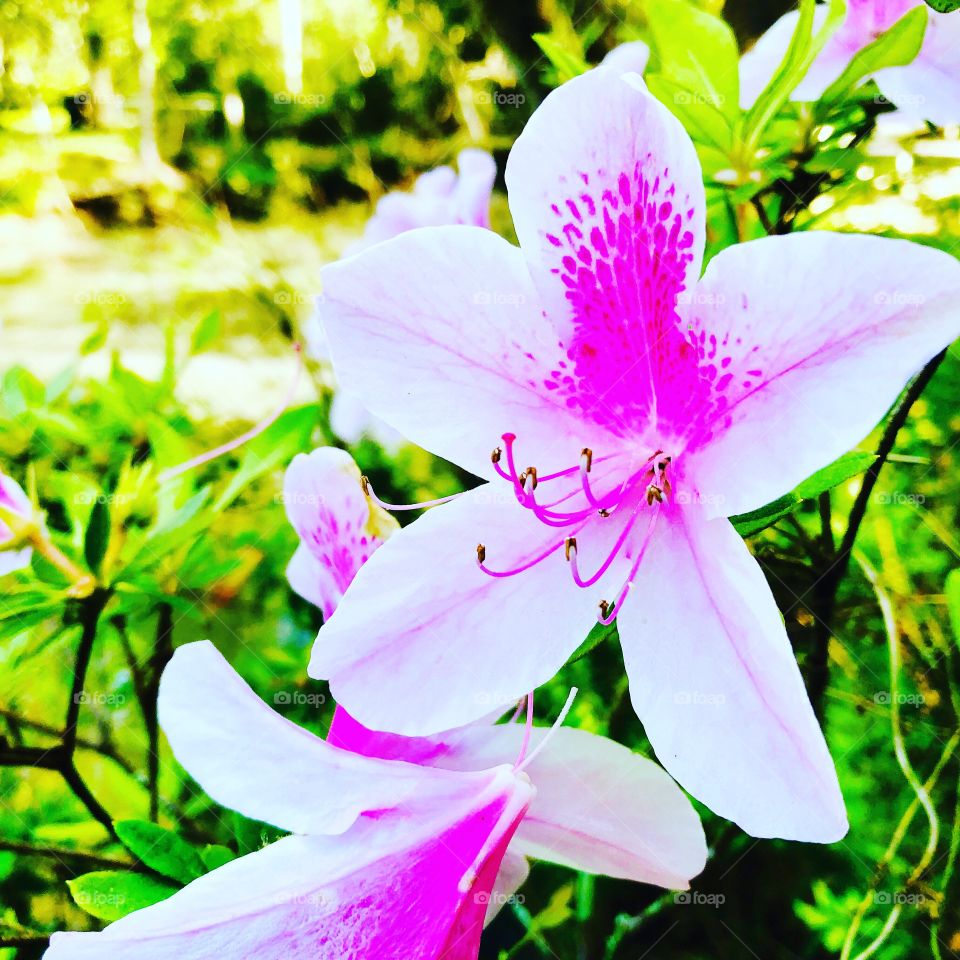 Pink and White Azalela in bloom with green leaves 