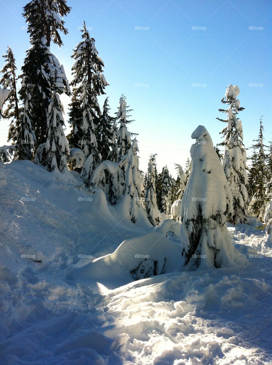 A New Year's Day snowshoe to the top of Hollyburn Mountain. Amazing blue sky and massive amounts of fresh snow greeted us that day. What a way to start a new year!