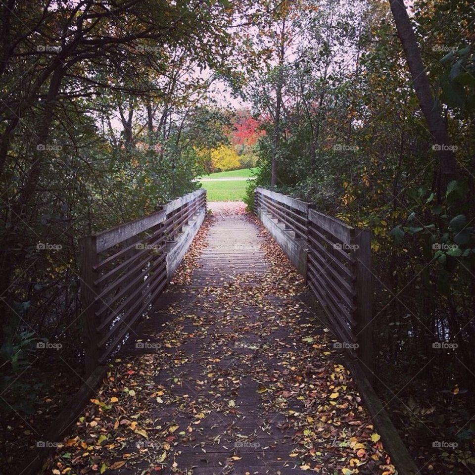 Pathway to Autumn