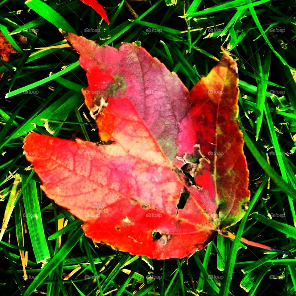 Red Leaf #2