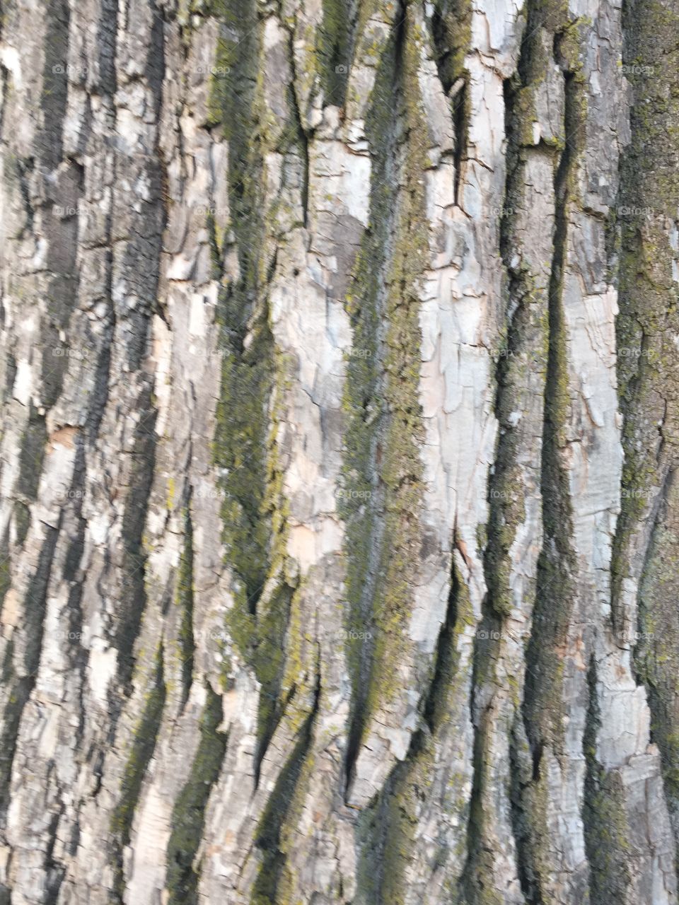 Creative textures 
Tree bark