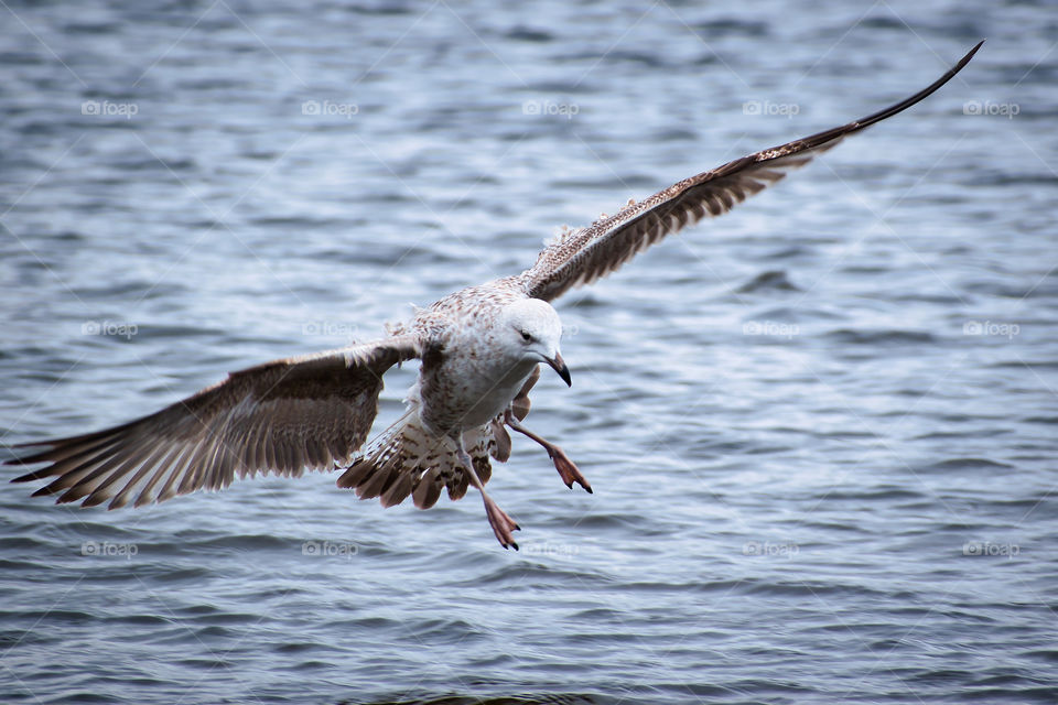 Landing into water