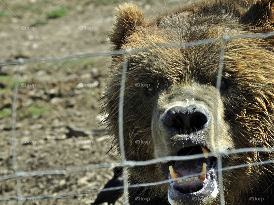 Bear in captivity.