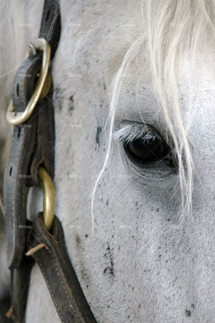 Close-up of horse