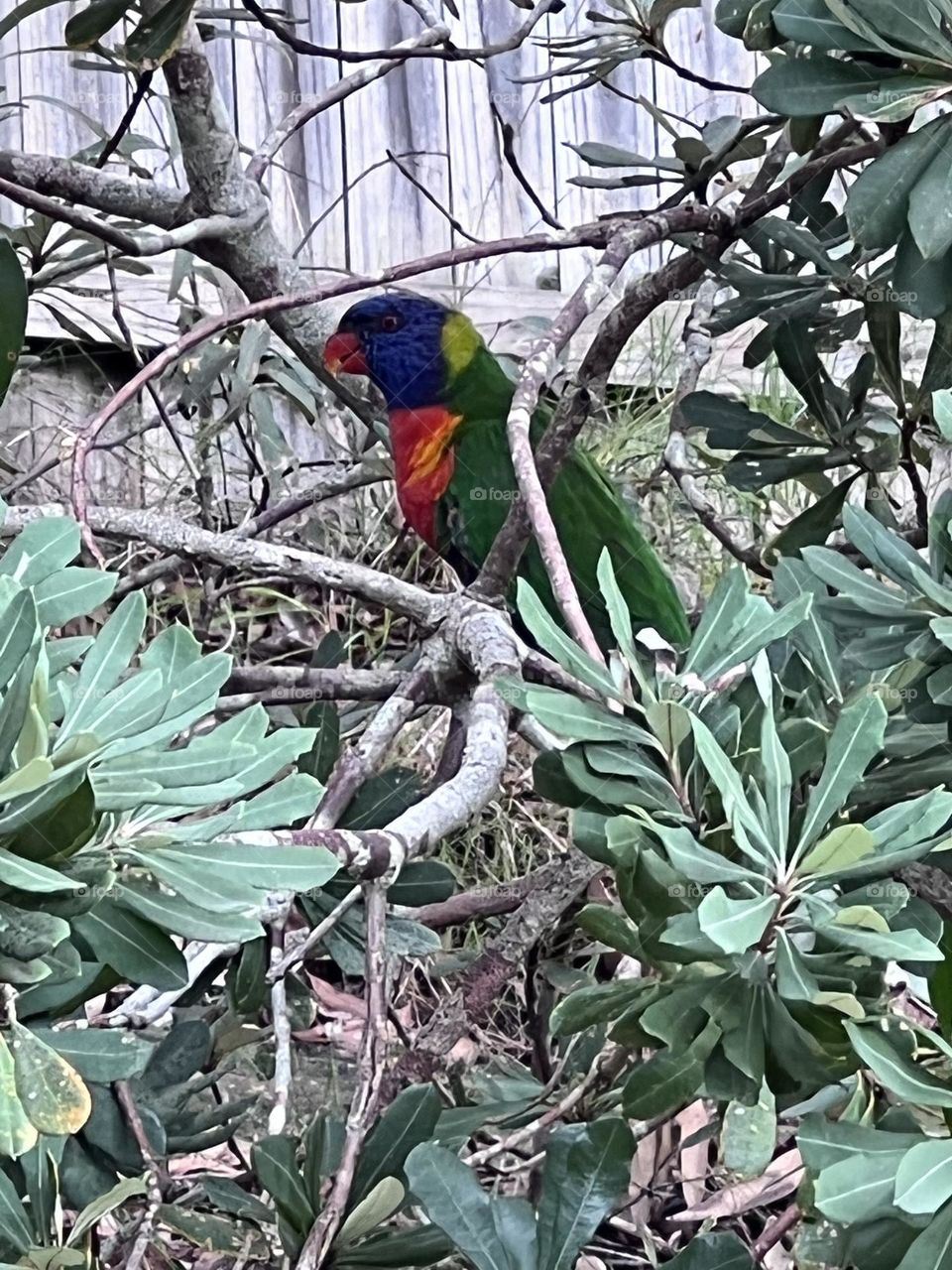 Beautiful lorikeet in a tree