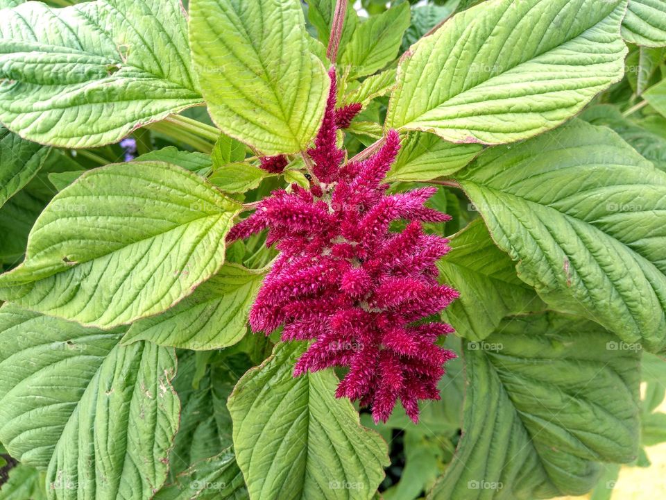 pink flowers with green leaves growing in the garden summer time