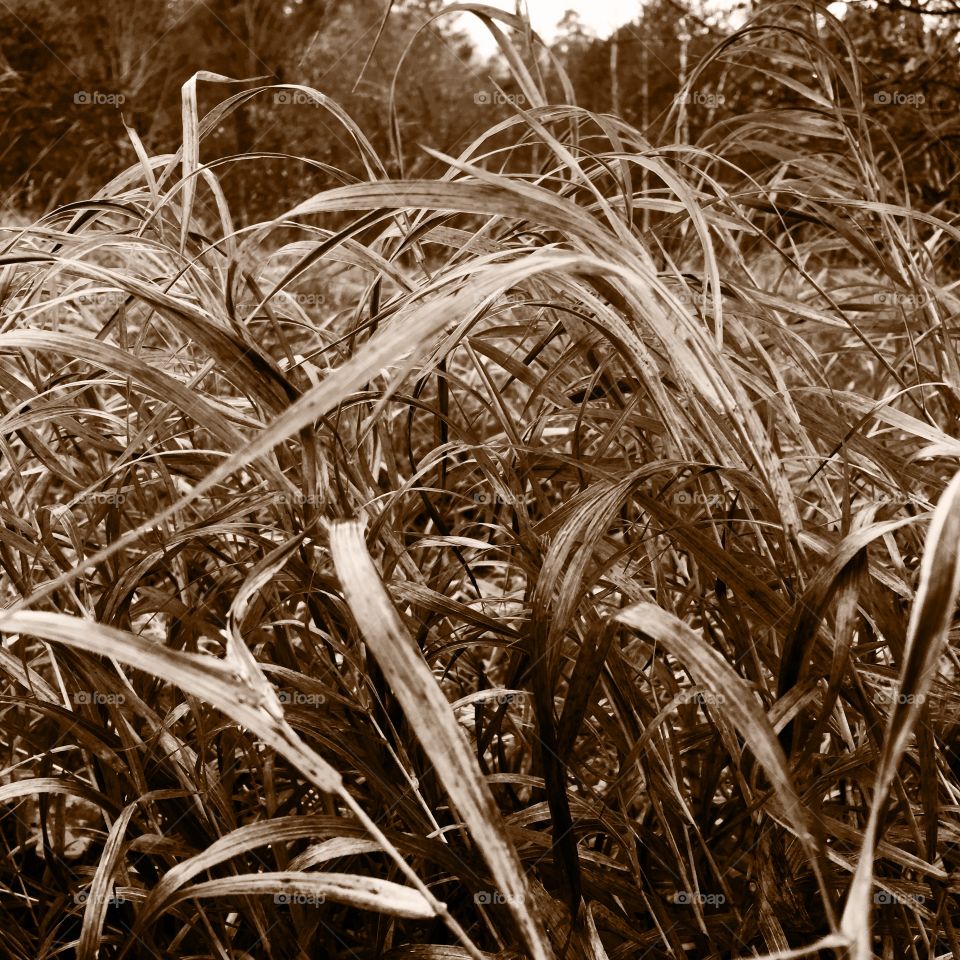 Close-up of autumn grass