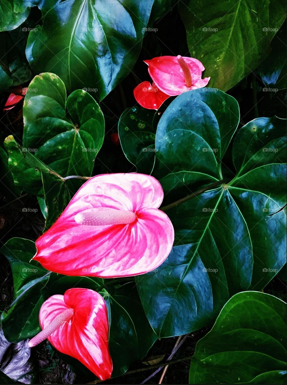 Anturios preferidos.