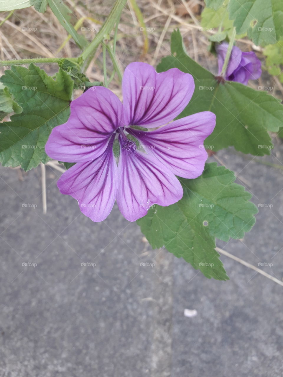 violet lavatera