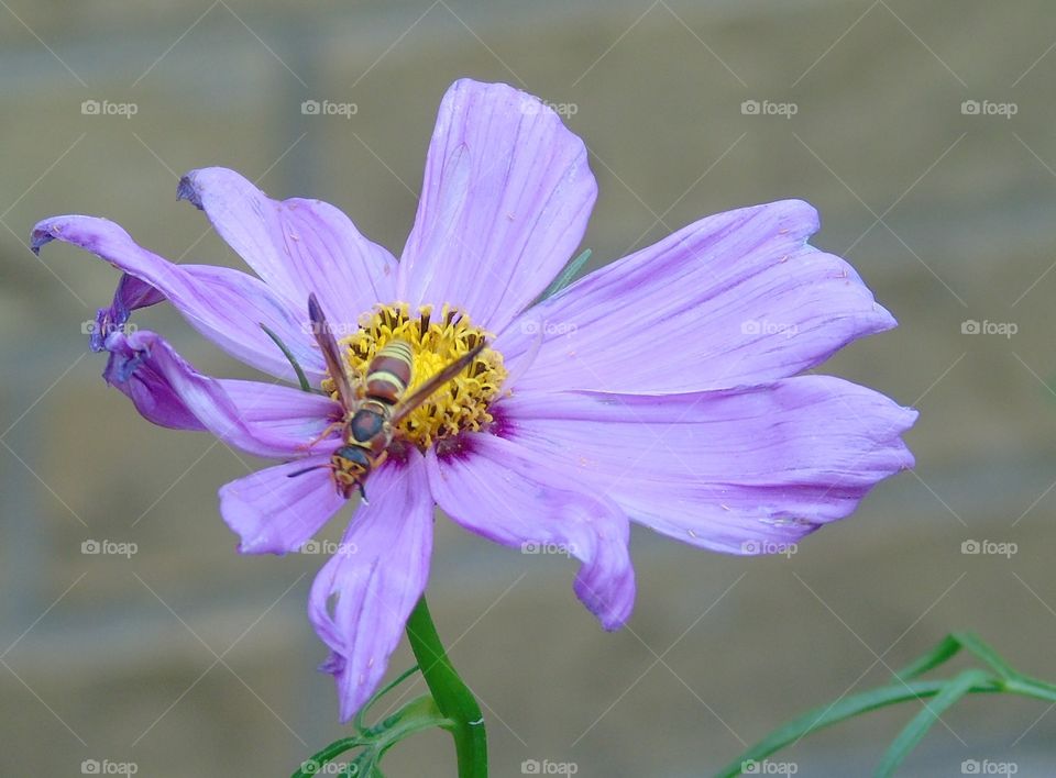 Bee on purple cosmos