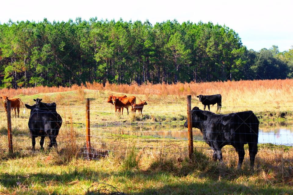 Field of cows