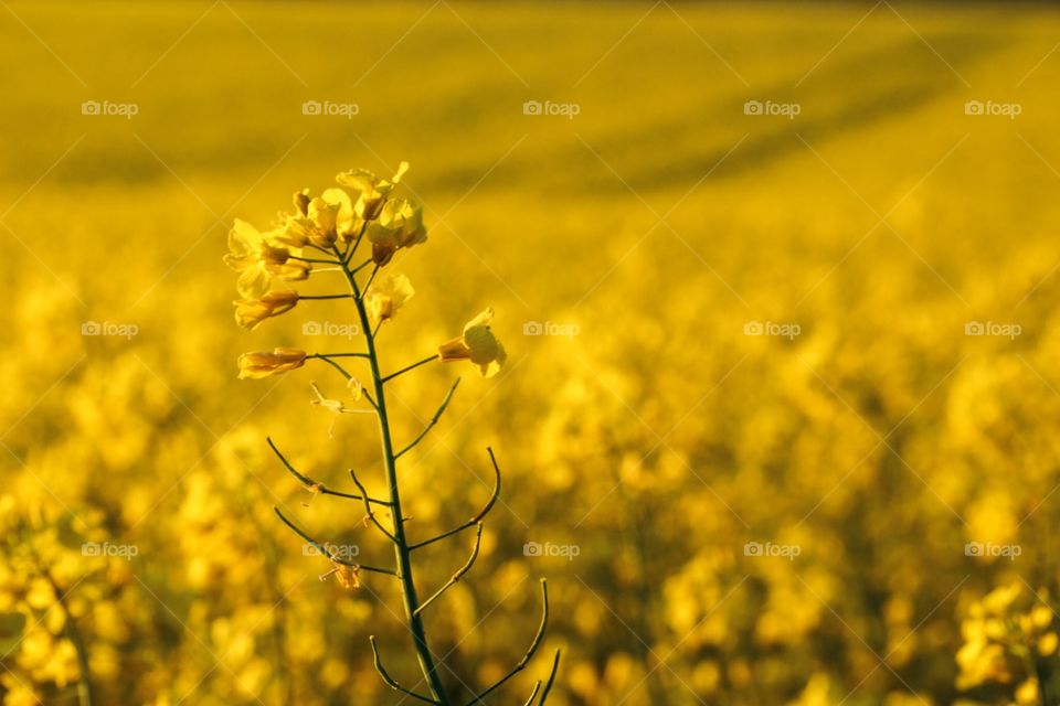 Rapefield