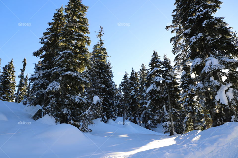 Snow covered trees