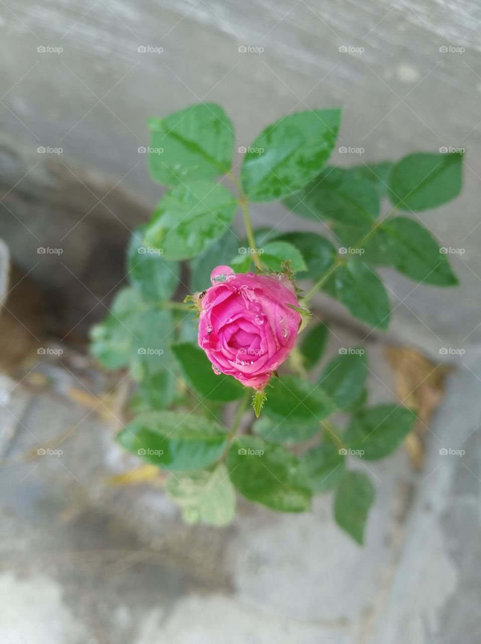 rose flower pink colour looks very beautiful generally found everywhere fresh seasonal