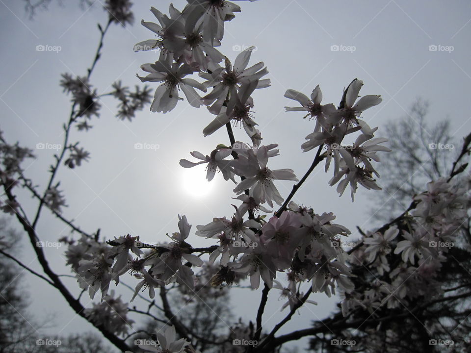 Tree, Flower, Branch, Cherry, Winter