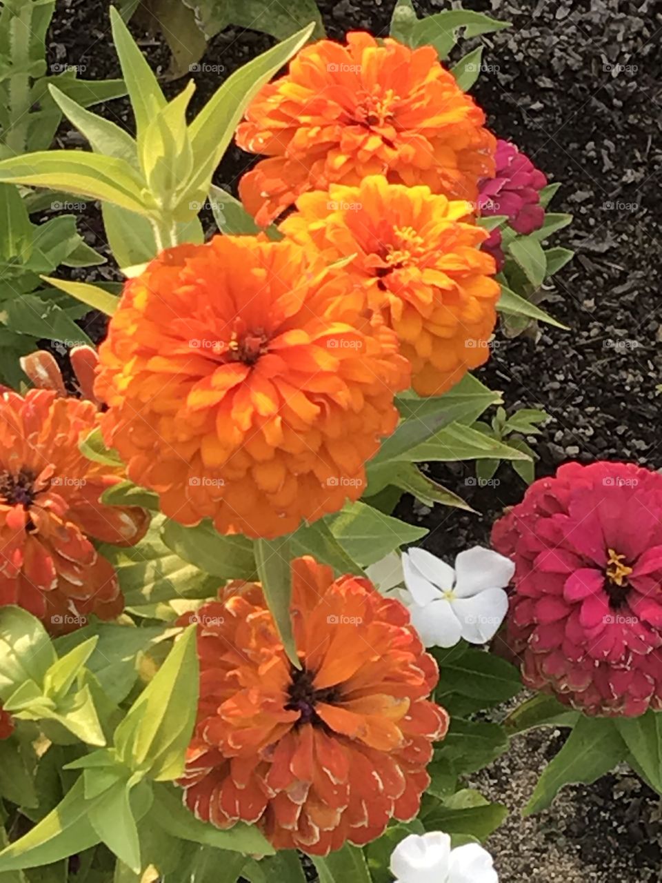 Beautiful flowers at church. The vivid colors of these flowers are most definitely a sight for sore eyes that brightens one’s heart.