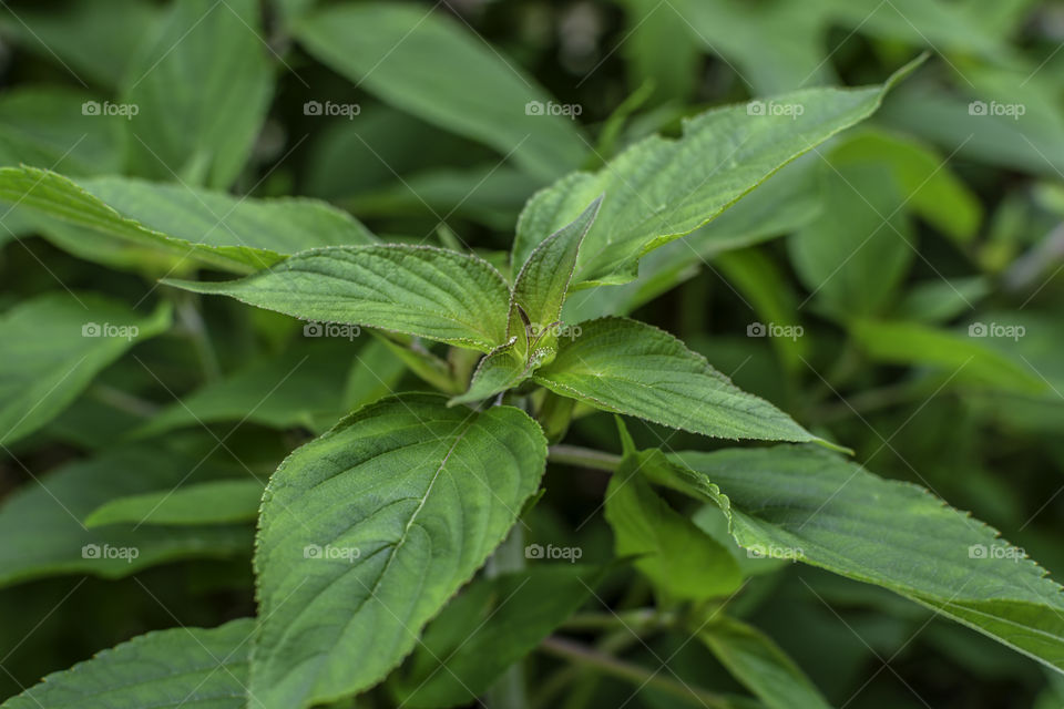 Pineapple sage leaves
