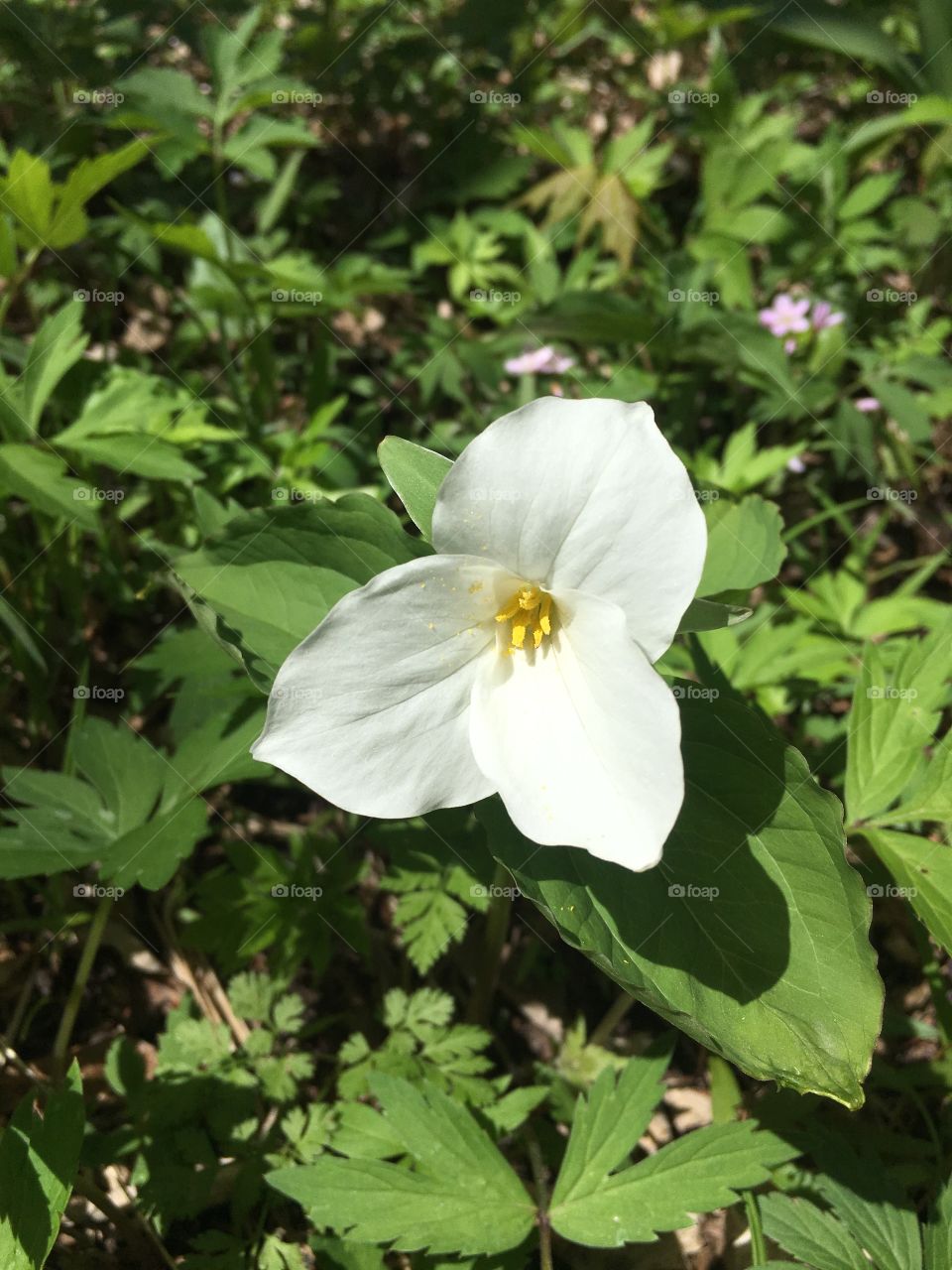 Trillium 