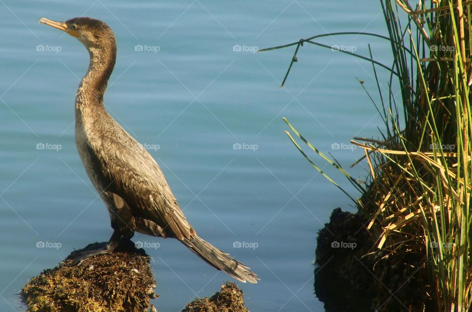 Cormorant on Rock in Lake