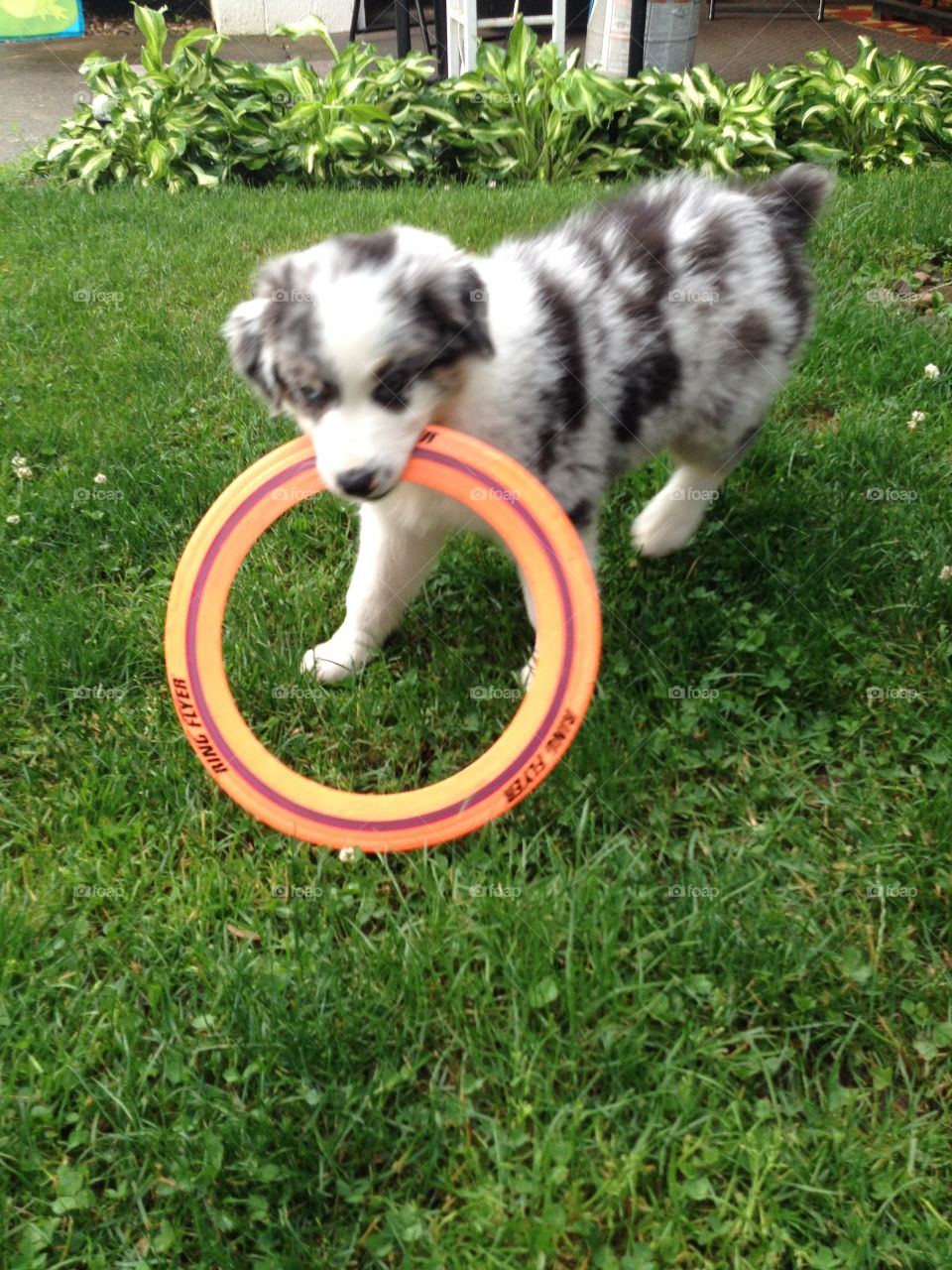 Frisbee  time