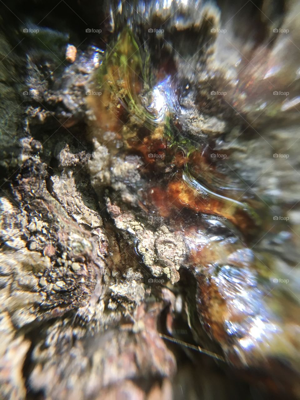 Tree sap closeup