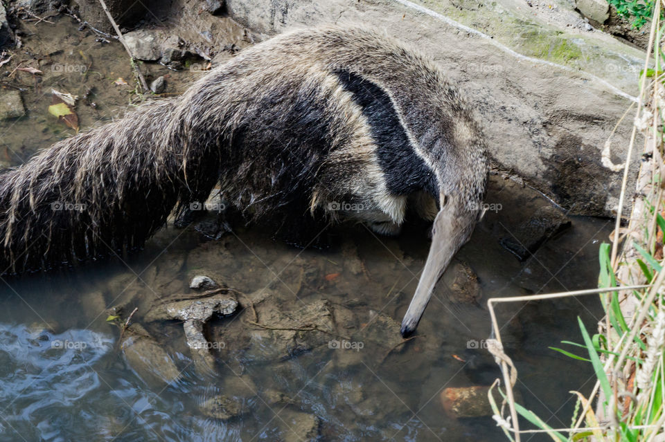 Anteater drinks in a river facing camera