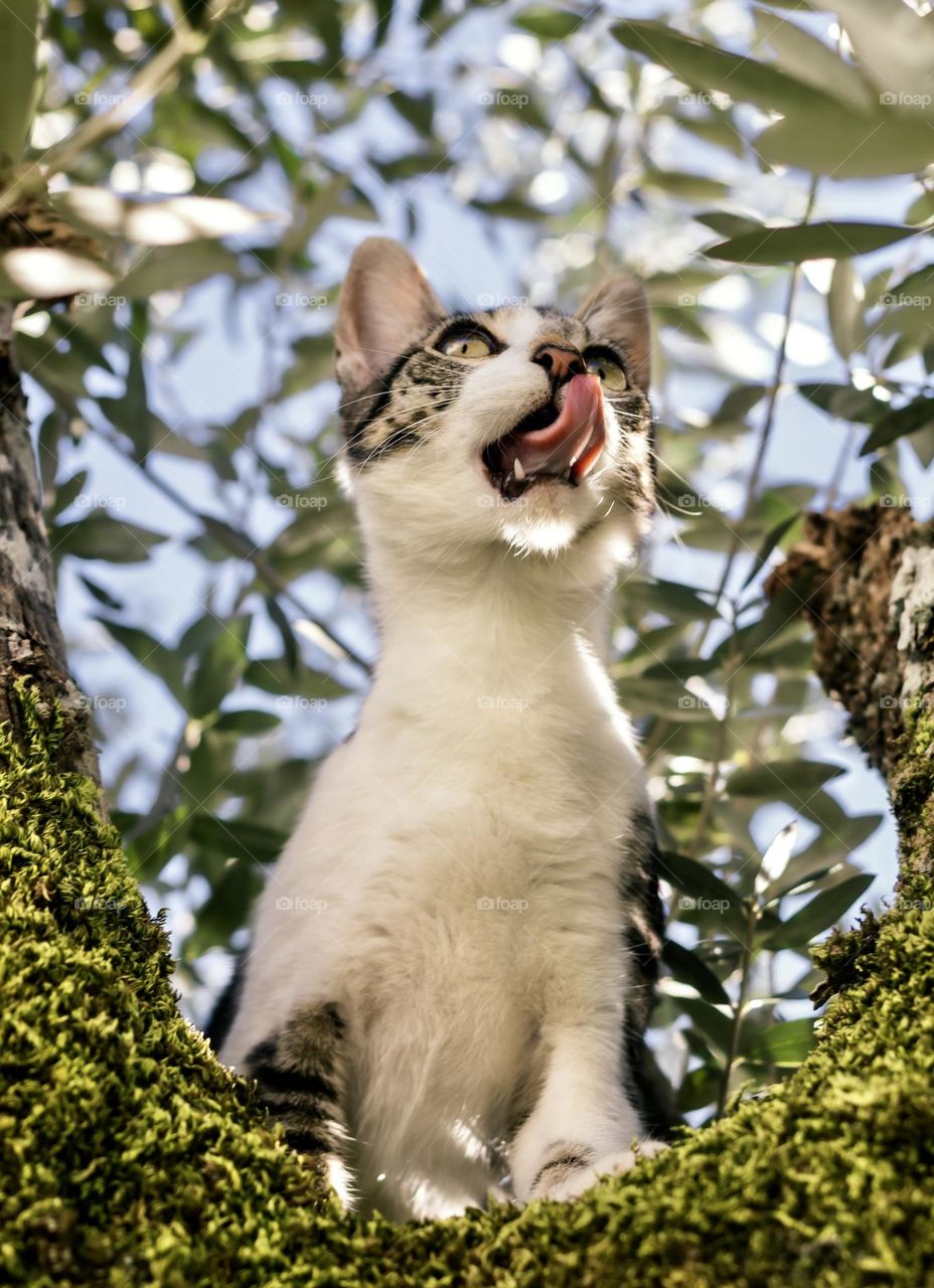 A young cat sits high in an olive tree, licking her lips as she eyes up something off camera