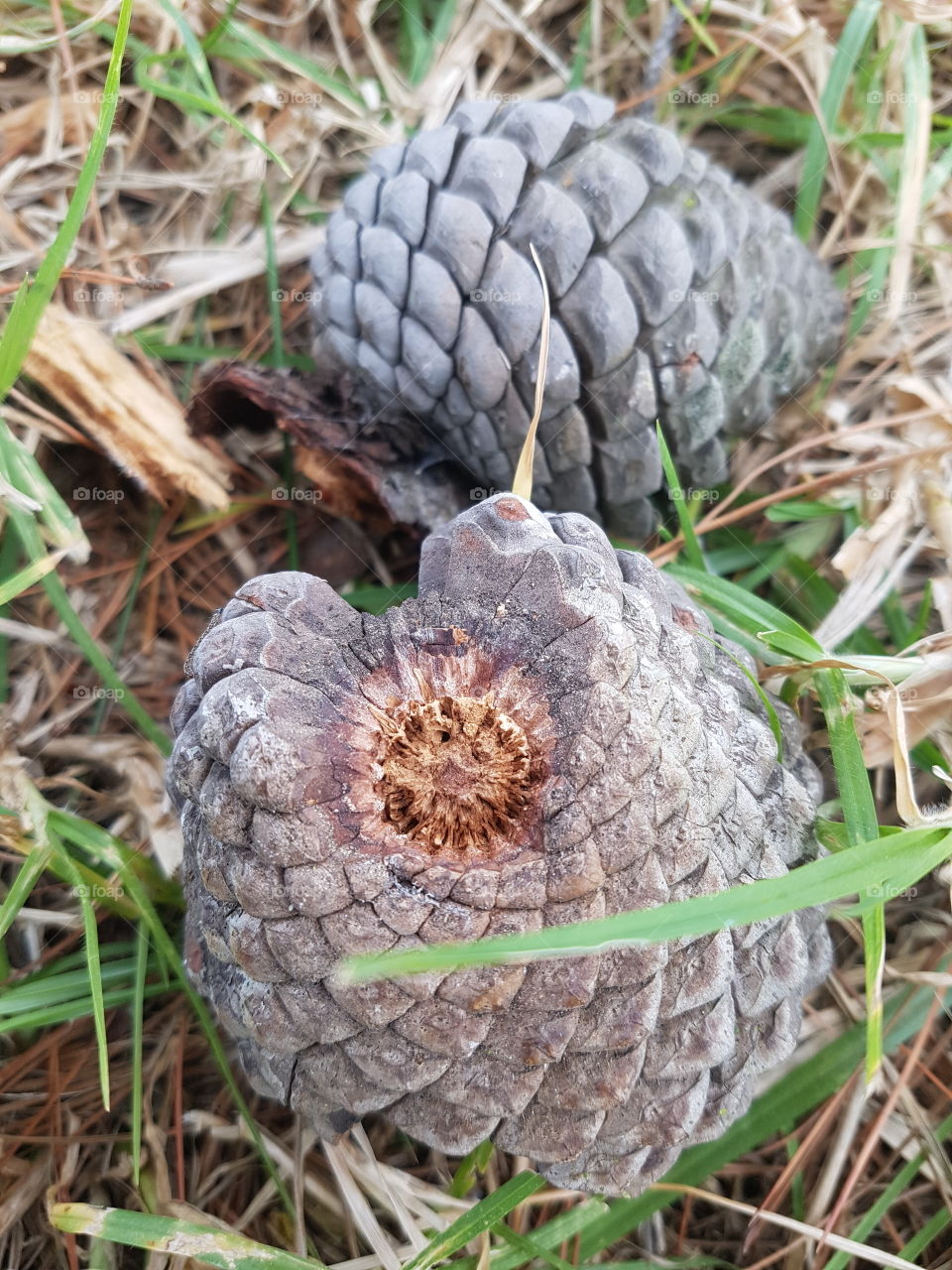 Pine cones