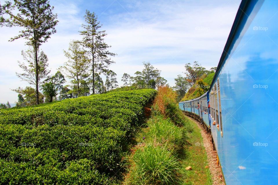 Traveling by train through the tea plantations of Sri Lanka