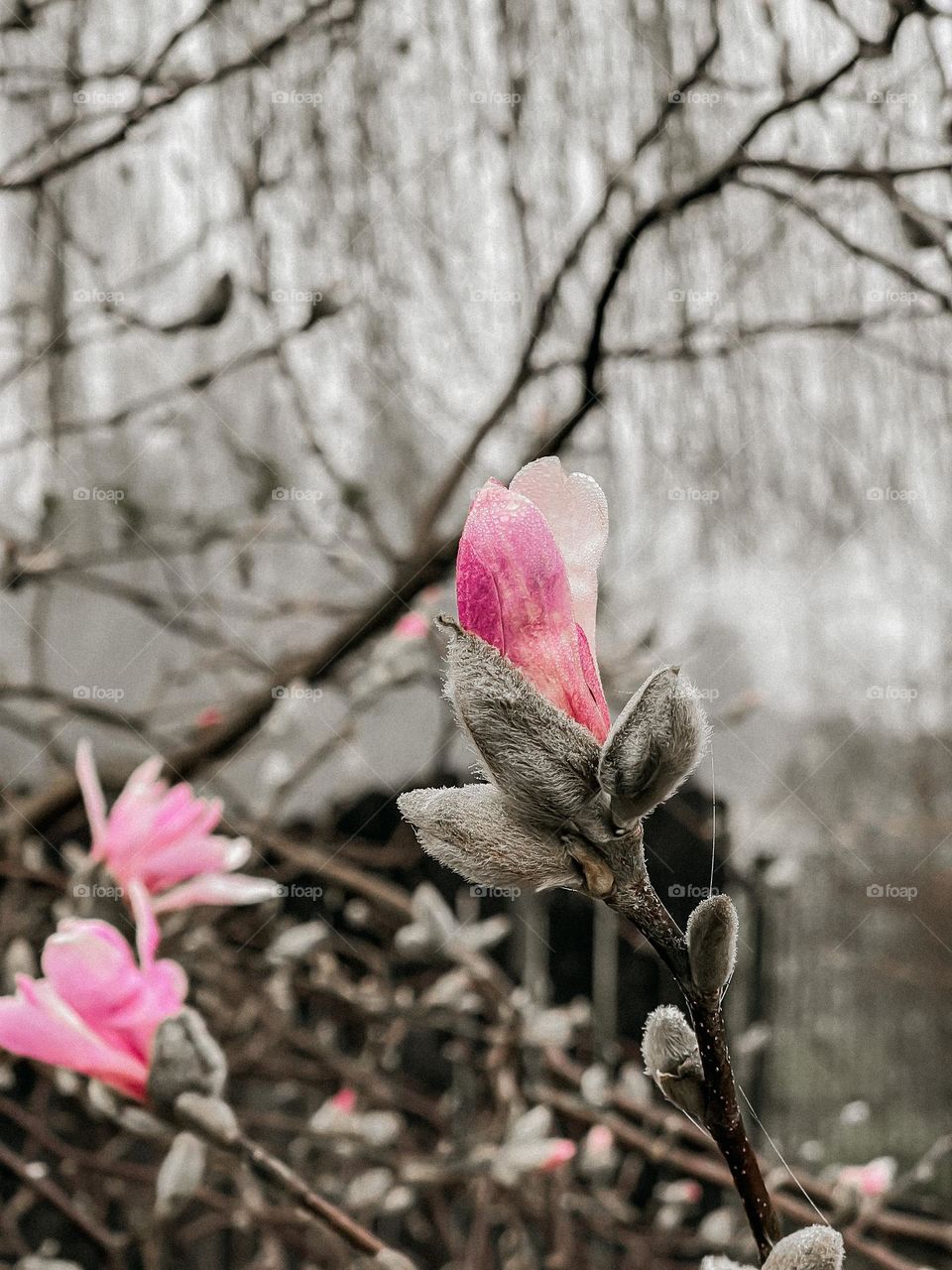 Pink magnolia 