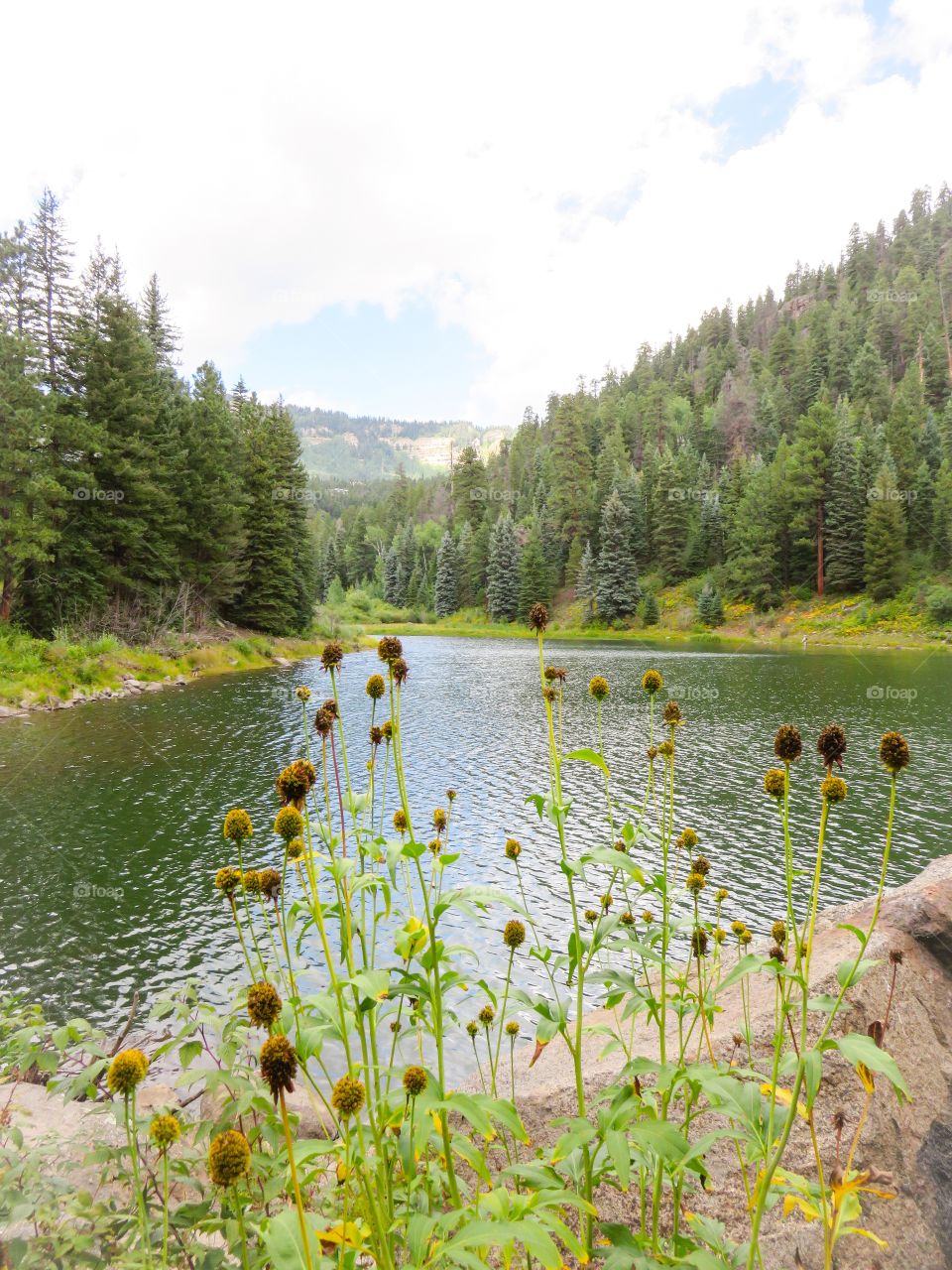 Lake in deep forest