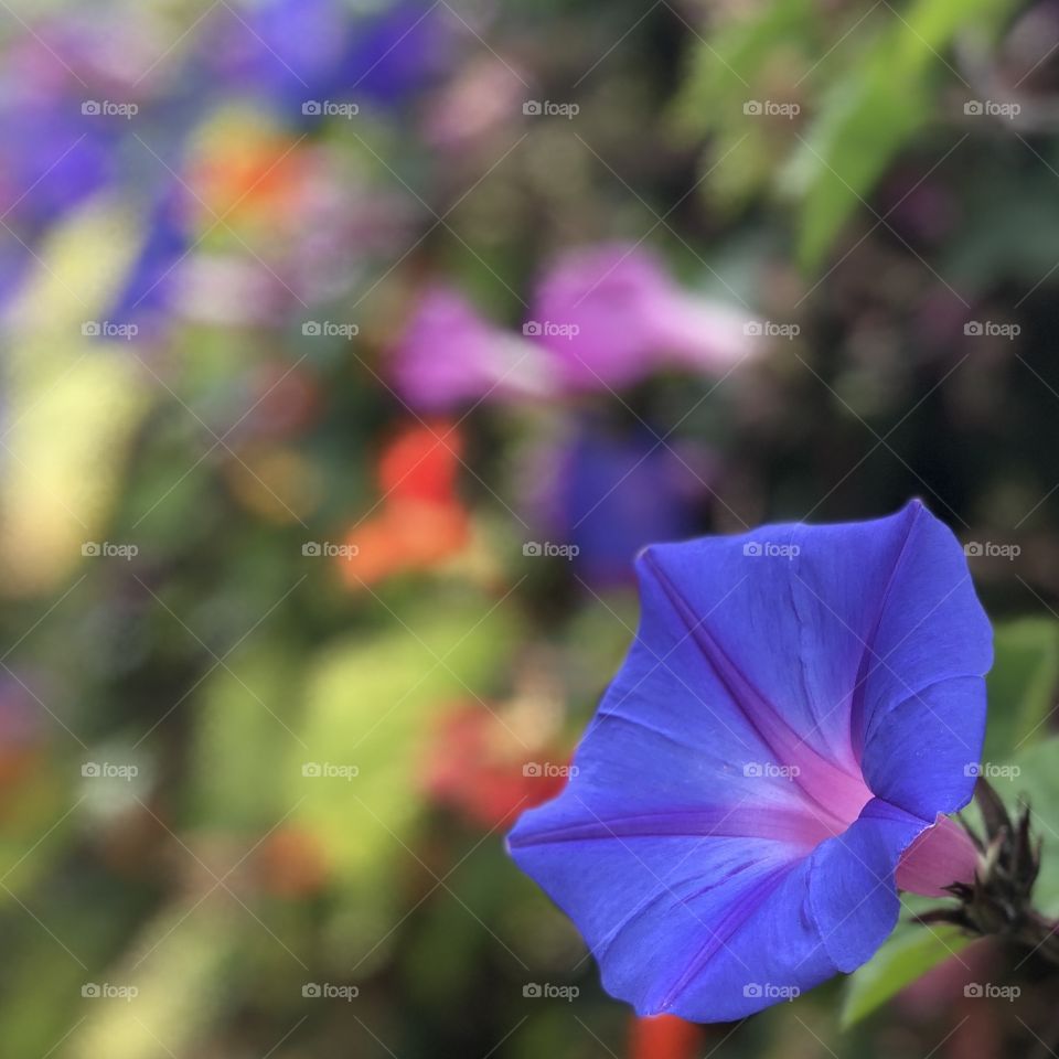 California Morning Glory