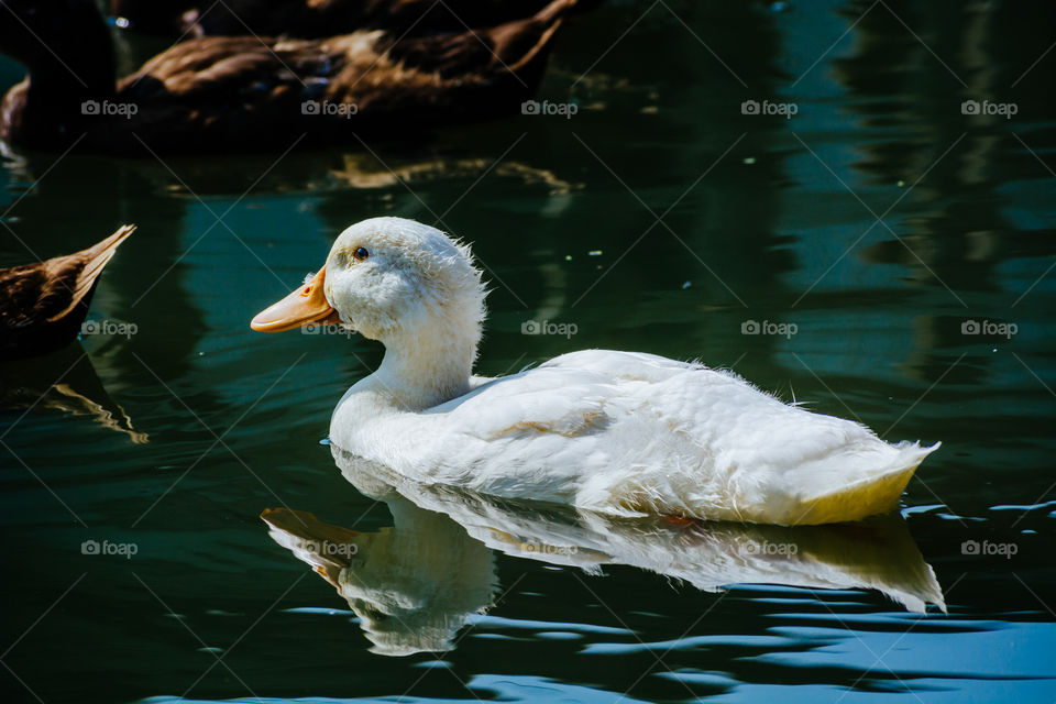 Beautiful white duck reflected on water