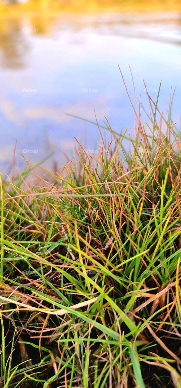 Every blade of grass has its angle that bends over it and whispers, 'Grow, grow.