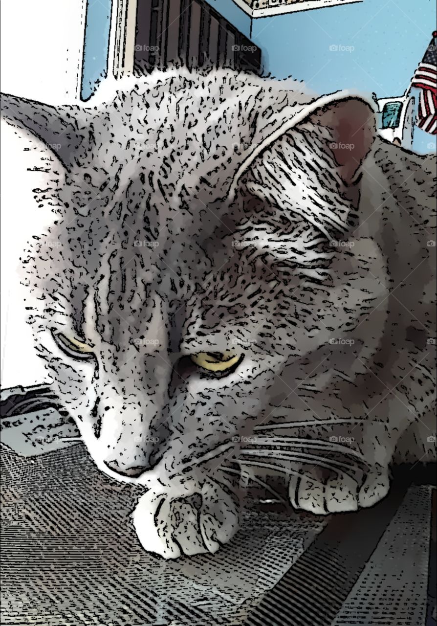 Cat Intently staring