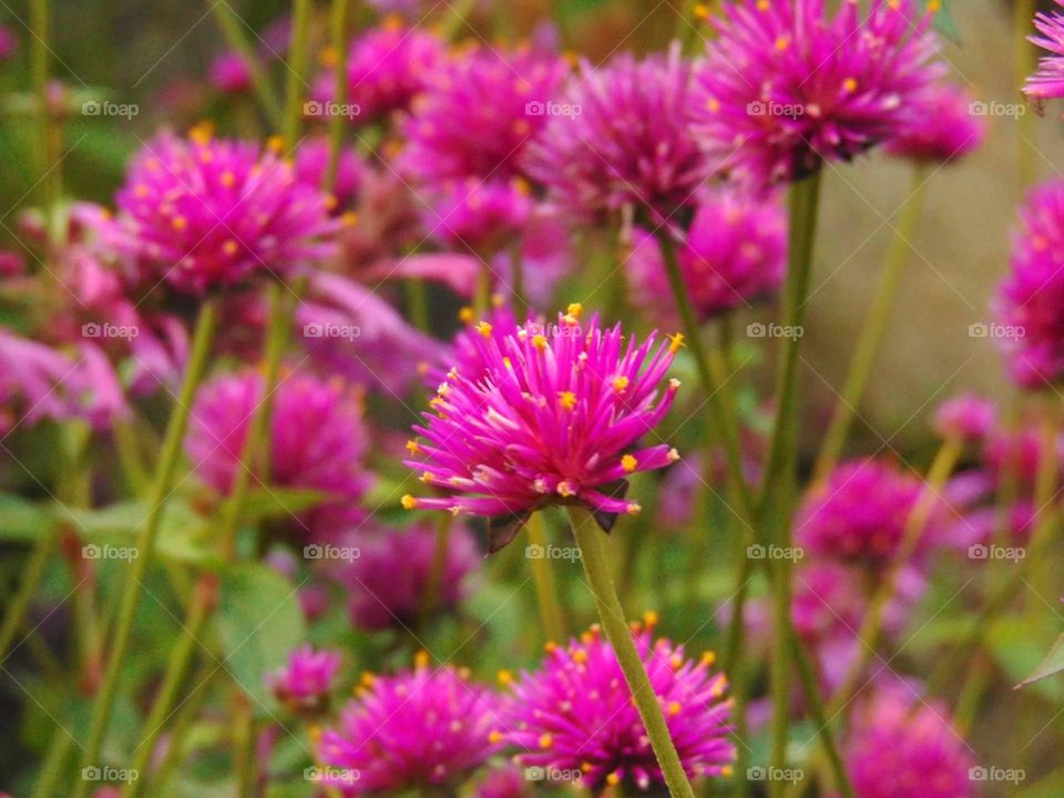 Pink flowers