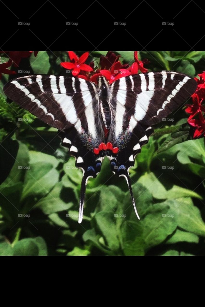 Zebra Swallowtail