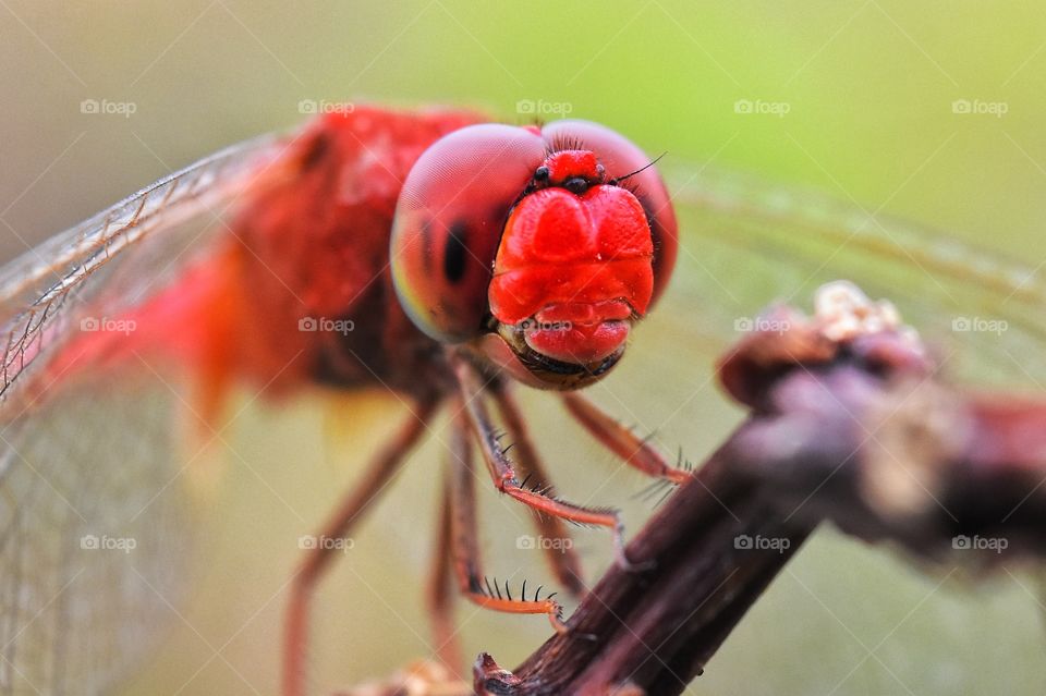 close up photo of red dragonfly, insect in indonesia