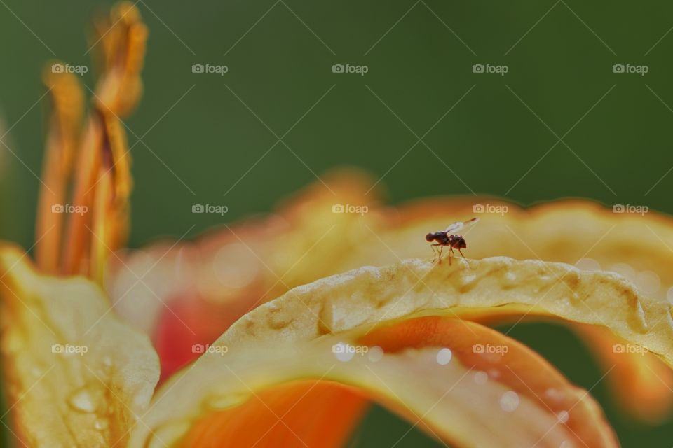 Close-up of a fly on flower