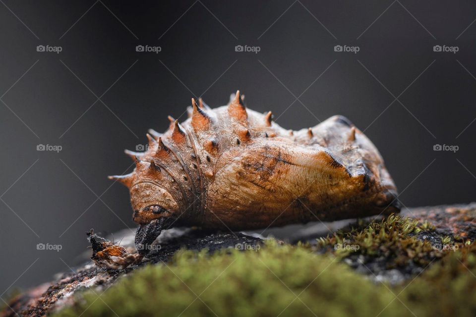 One of a kind cocoon in nature.