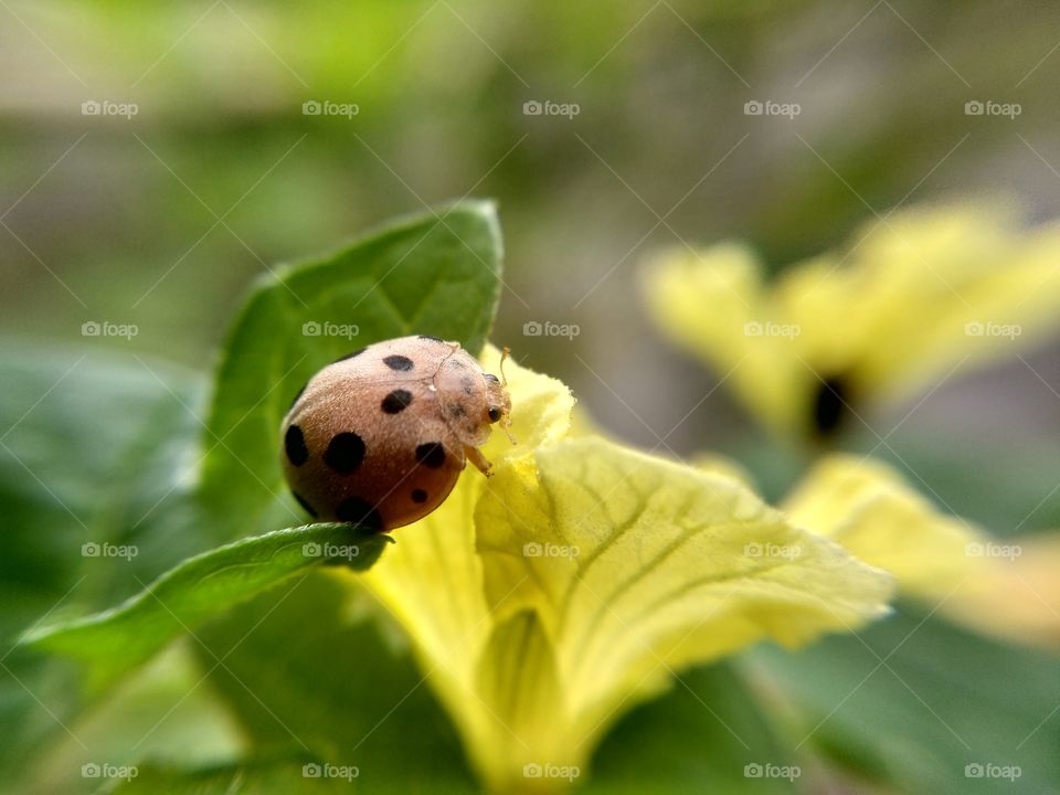 ladybug on a yellow flower