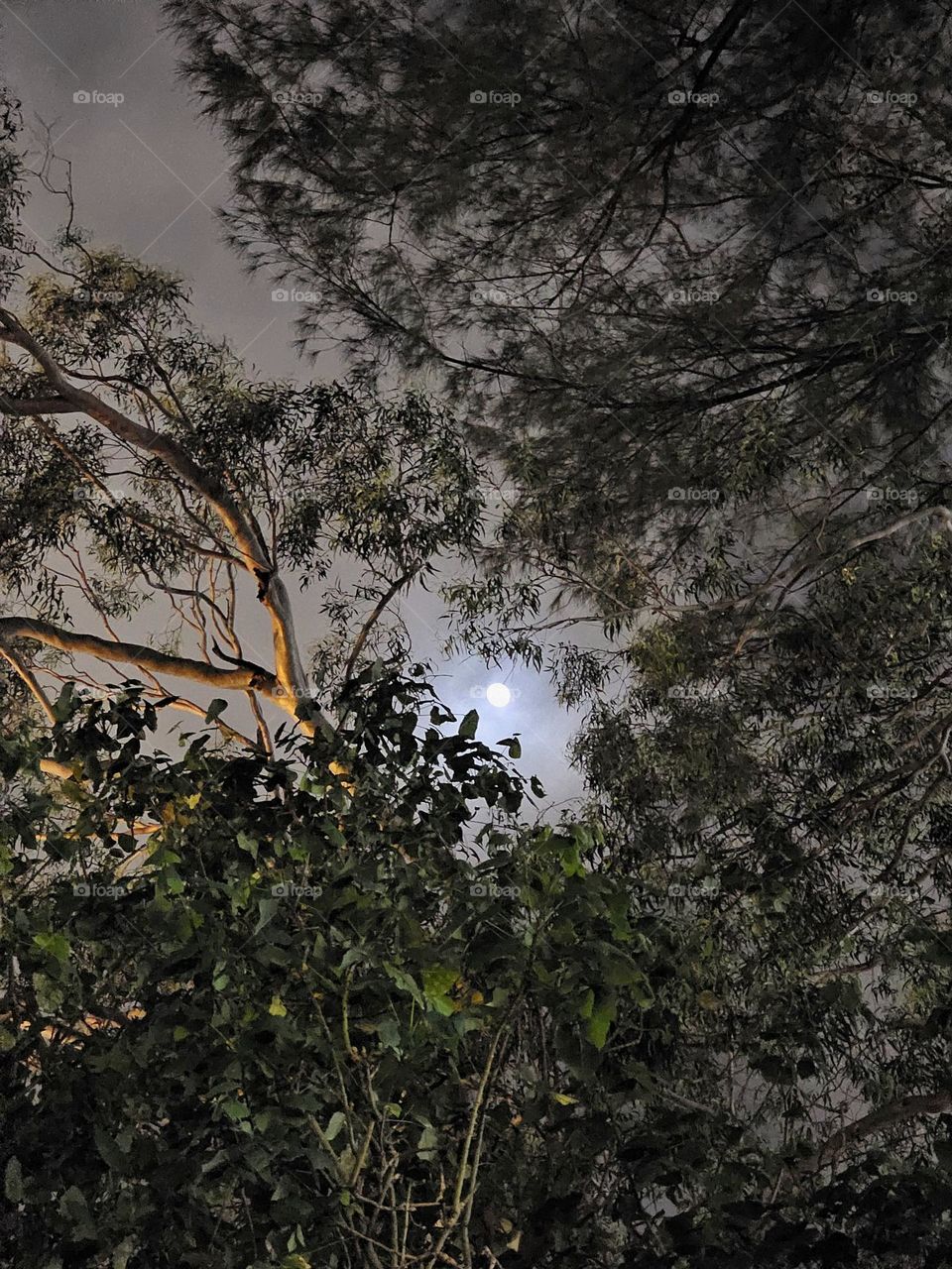 moon watching at Hong Kong Victoria Park