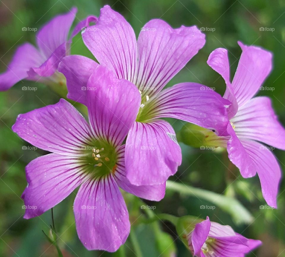 tiny wildflowers