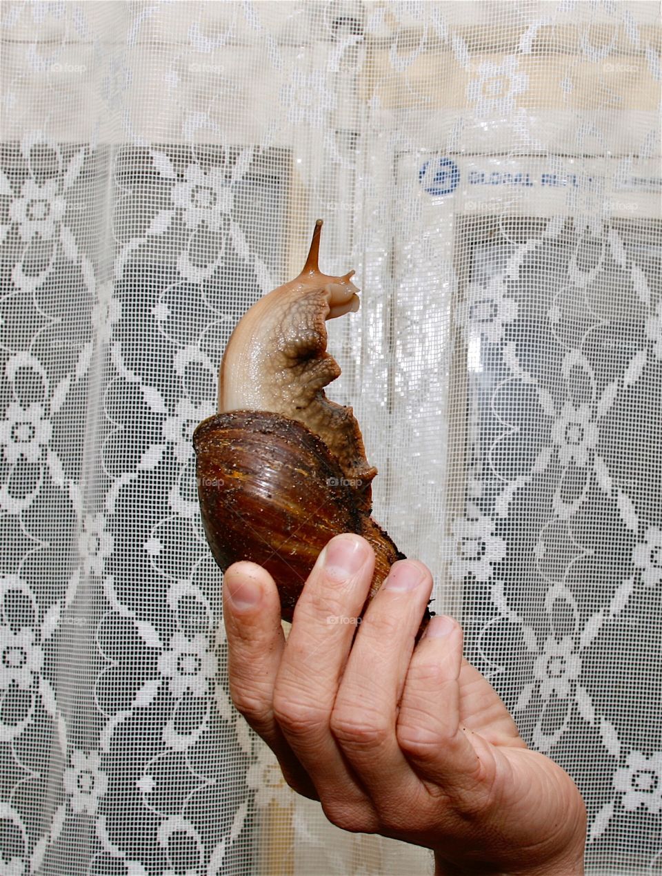 Big snail