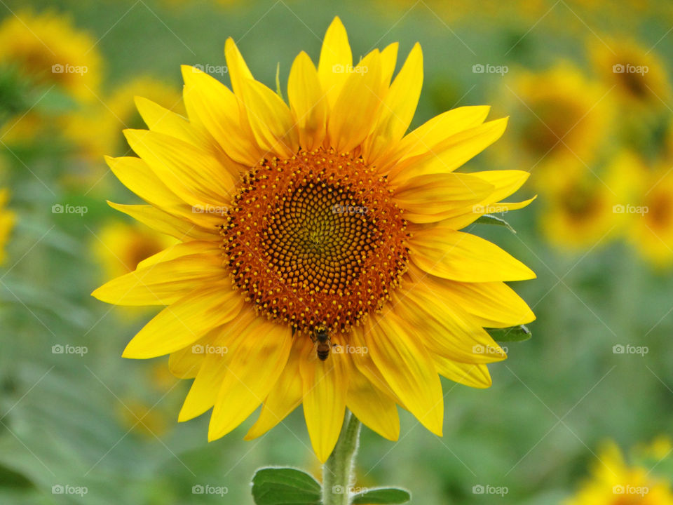 Sun flower