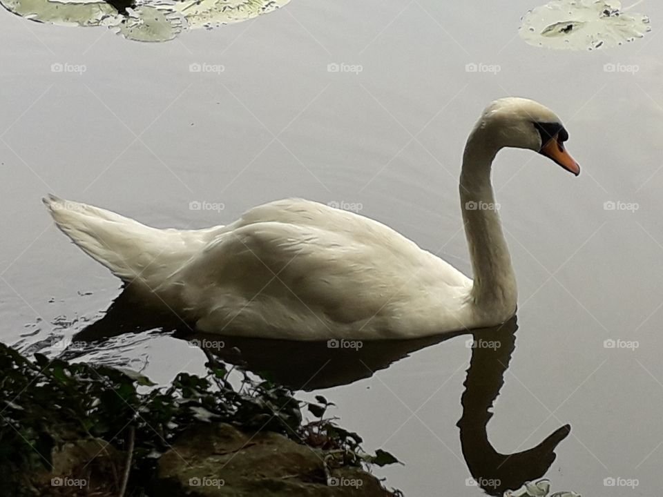 swan